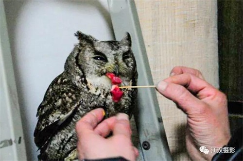 乐橙国际,湖南野生动物追踪,湖南卫星追踪器,湖南追踪器