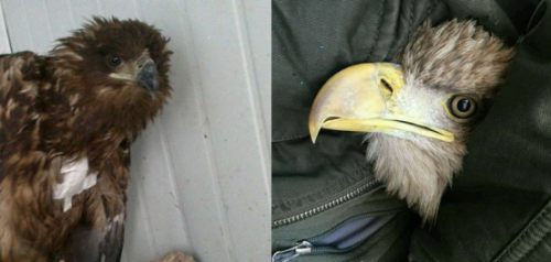 乐橙国际,湖南野生动物追踪,湖南卫星追踪器,湖南追踪器