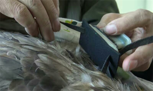 乐橙国际,湖南野生动物追踪,湖南卫星追踪器,湖南追踪器