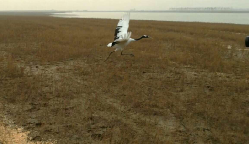 乐橙国际,湖南野生动物追踪,湖南卫星追踪器,湖南追踪器