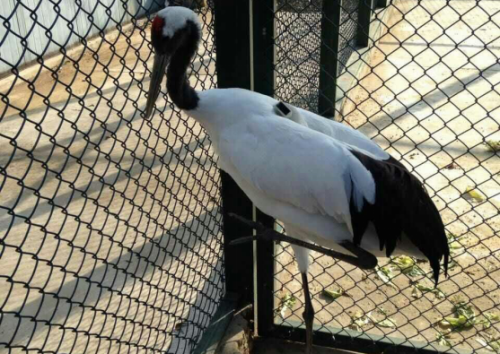 乐橙国际,湖南野生动物追踪,湖南卫星追踪器,湖南追踪器