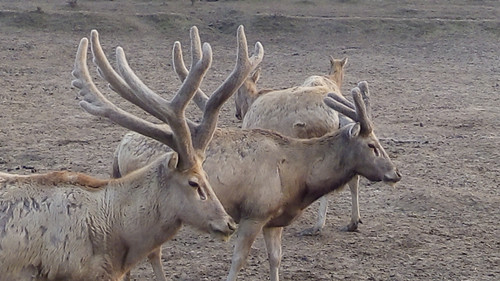 乐橙国际,湖南野生动物追踪,湖南卫星追踪器,湖南追踪器
