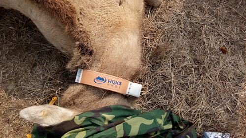 乐橙国际,湖南野生动物追踪,湖南卫星追踪器,湖南追踪器