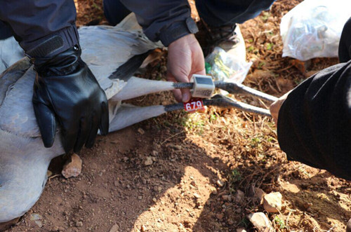 乐橙国际,湖南野生动物追踪,湖南卫星追踪器,湖南追踪器