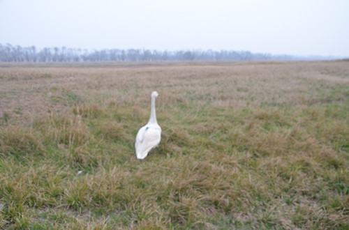 乐橙国际,湖南野生动物追踪,湖南卫星追踪器,湖南追踪器