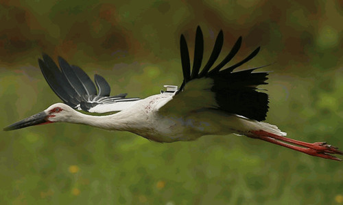 乐橙国际,湖南野生动物追踪,湖南卫星追踪器,湖南追踪器