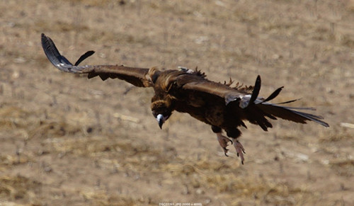乐橙国际,湖南野生动物追踪,湖南卫星追踪器,湖南追踪器
