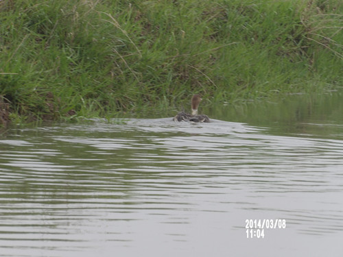 乐橙国际,湖南野生动物追踪,湖南卫星追踪器,湖南追踪器