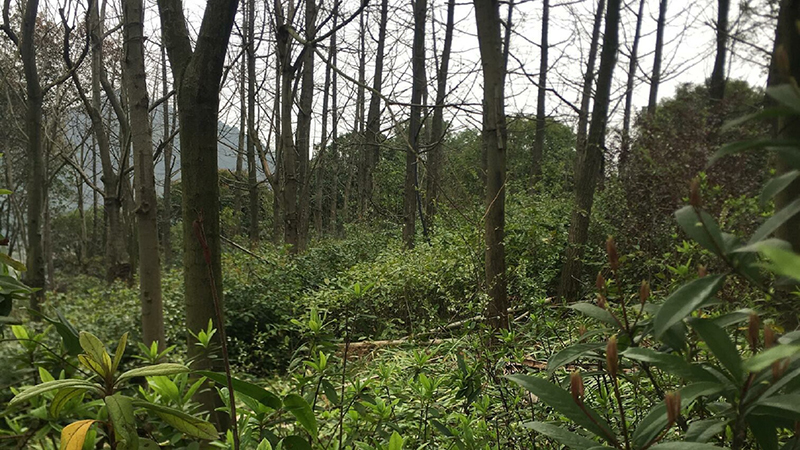 乐橙国际,湖南野生动物追踪,湖南卫星追踪器,湖南追踪器