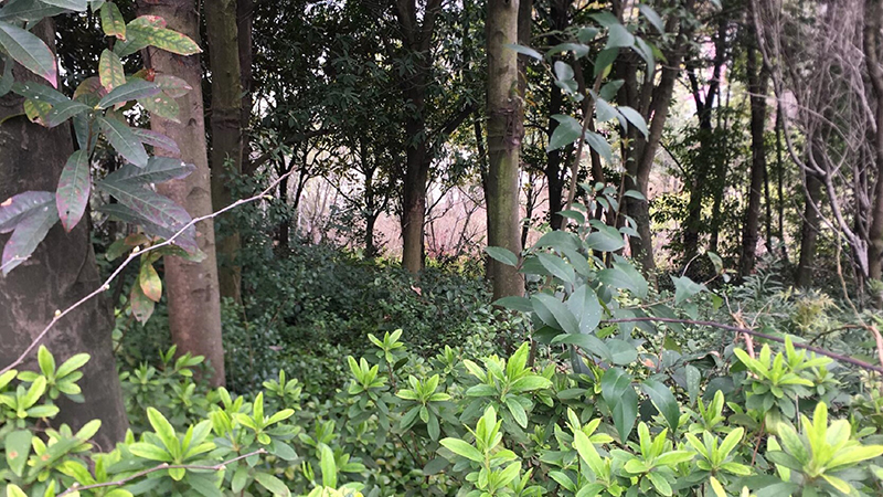 乐橙国际,湖南野生动物追踪,湖南卫星追踪器,湖南追踪器