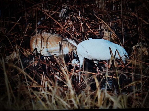 乐橙国际,湖南野生动物追踪,湖南卫星追踪器,湖南追踪器