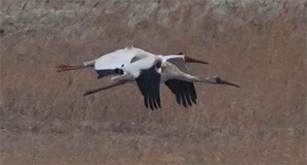 乐橙国际,湖南野生动物追踪,湖南卫星追踪器,湖南追踪器