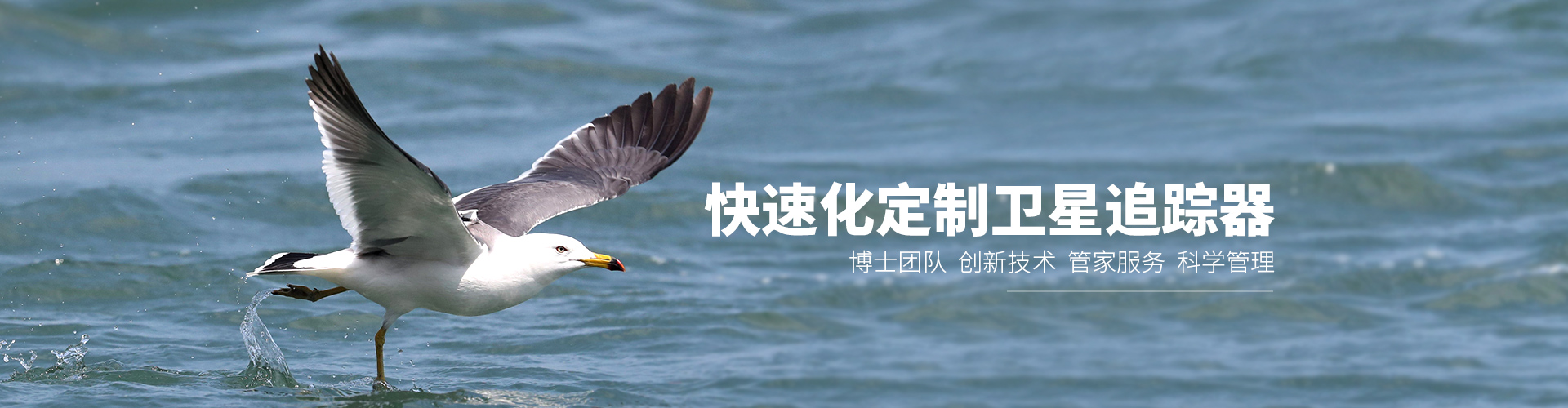 乐橙国际_湖南野生动物追踪|湖南卫星追踪器