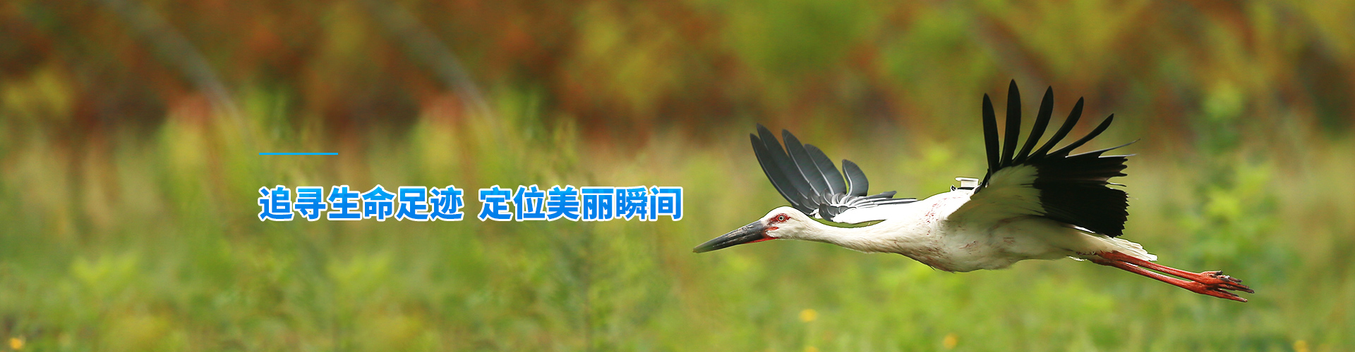 乐橙国际_湖南野生动物追踪|湖南卫星追踪器