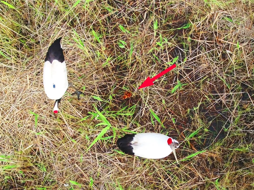 乐橙国际,湖南野生动物追踪,湖南卫星追踪器,湖南追踪器