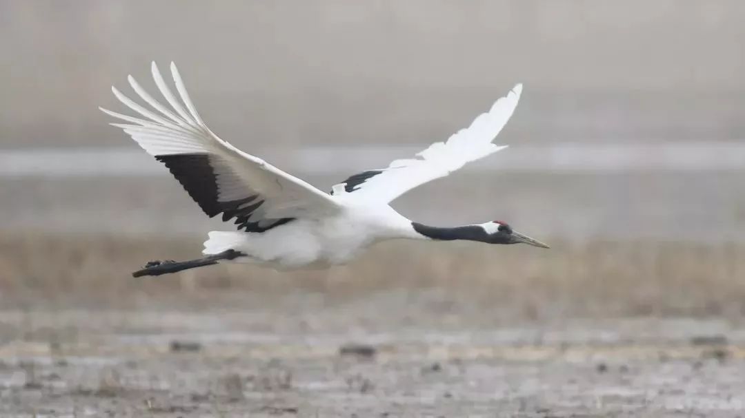 乐橙国际,湖南野生动物追踪,湖南卫星追踪器,湖南追踪器