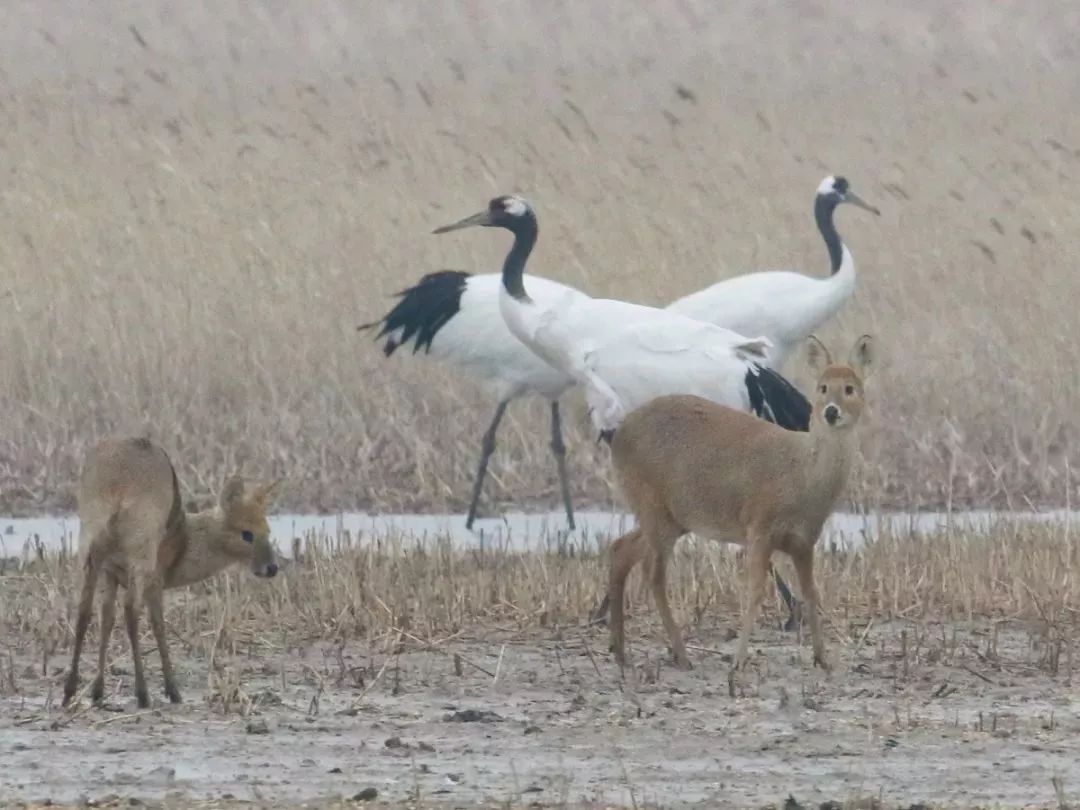 乐橙国际,湖南野生动物追踪,湖南卫星追踪器,湖南追踪器