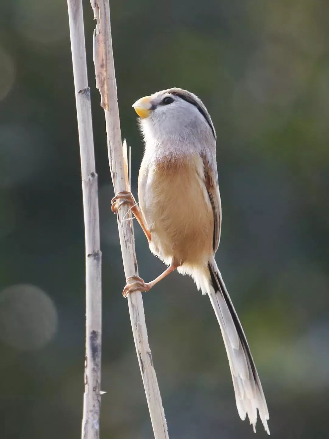 乐橙国际,湖南野生动物追踪,湖南卫星追踪器,湖南追踪器