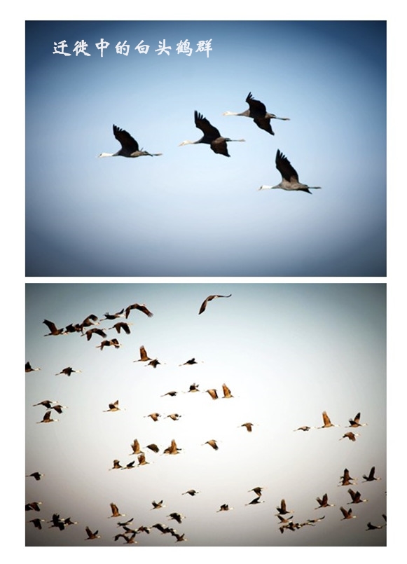 乐橙国际,湖南野生动物追踪,湖南卫星追踪器,湖南追踪器