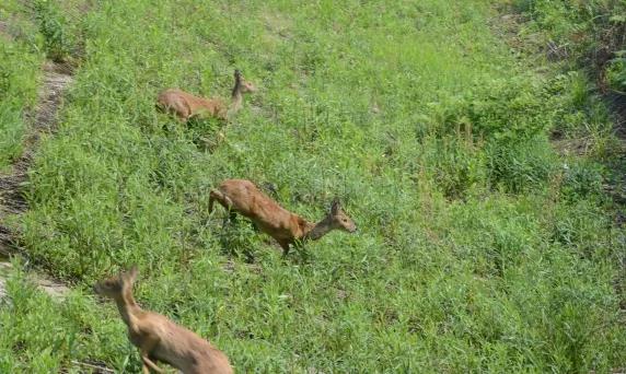 攸县兴林油茶,油茶苗,油茶果,轻基质杯苗,裸根苗,油茶苗价钱,油茶苗批发,油茶苗基地