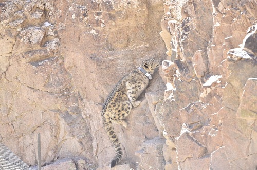 乐橙国际,湖南野生动物追踪,湖南卫星追踪器,湖南追踪器