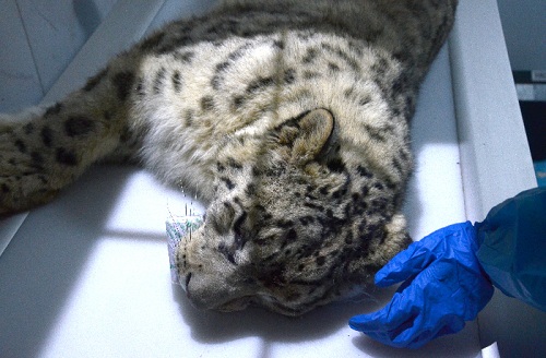 乐橙国际,湖南野生动物追踪,湖南卫星追踪器,湖南追踪器