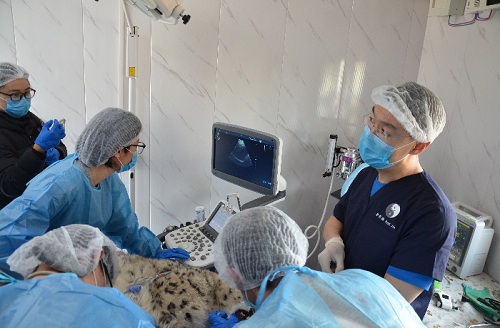 乐橙国际,湖南野生动物追踪,湖南卫星追踪器,湖南追踪器