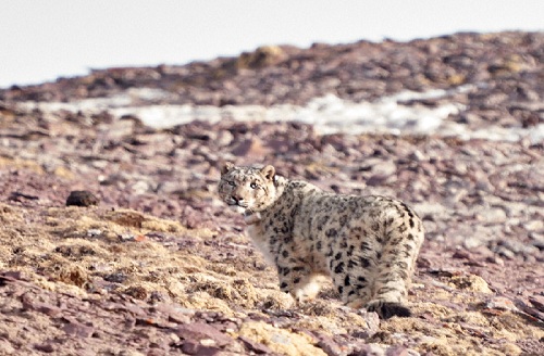 乐橙国际,湖南野生动物追踪,湖南卫星追踪器,湖南追踪器