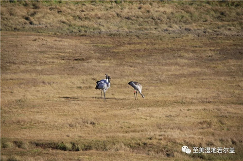 乐橙国际,湖南野生动物追踪,湖南卫星追踪器,湖南追踪器