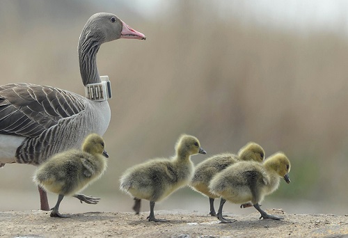 乐橙国际,湖南野生动物追踪,湖南卫星追踪器,湖南追踪器