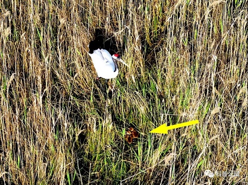 乐橙国际,湖南野生动物追踪,湖南卫星追踪器,湖南追踪器