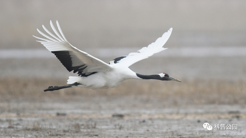 乐橙国际,湖南野生动物追踪,湖南卫星追踪器,湖南追踪器