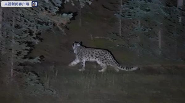 乐橙国际,湖南野生动物追踪,湖南卫星追踪器,湖南追踪器