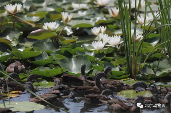乐橙国际,湖南野生动物追踪,湖南卫星追踪器,湖南追踪器