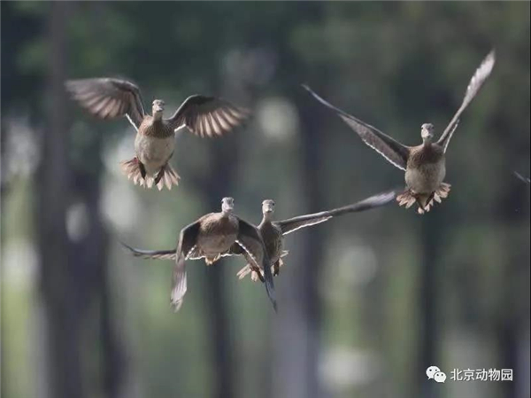 乐橙国际,湖南野生动物追踪,湖南卫星追踪器,湖南追踪器