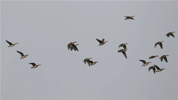 乐橙国际,湖南野生动物追踪,湖南卫星追踪器,湖南追踪器