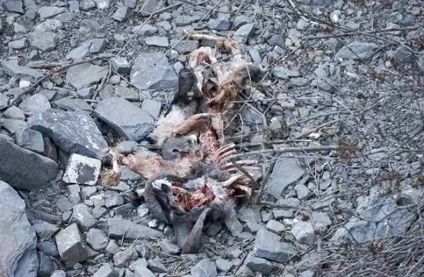 乐橙国际,湖南野生动物追踪,湖南卫星追踪器,湖南追踪器