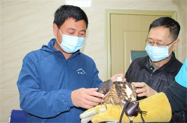 乐橙国际,湖南野生动物追踪,湖南卫星追踪器,湖南追踪器