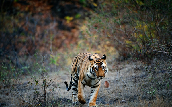 乐橙国际,湖南野生动物追踪,湖南卫星追踪器,湖南追踪器