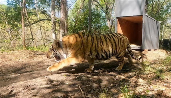 乐橙国际,湖南野生动物追踪,湖南卫星追踪器,湖南追踪器