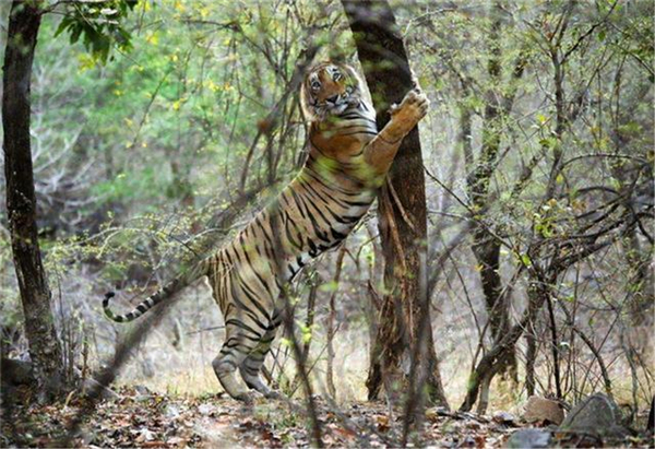 乐橙国际,湖南野生动物追踪,湖南卫星追踪器,湖南追踪器