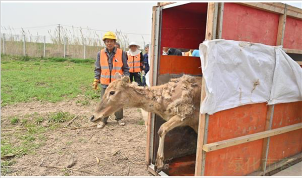 乐橙国际,湖南野生动物追踪,湖南卫星追踪器,湖南追踪器