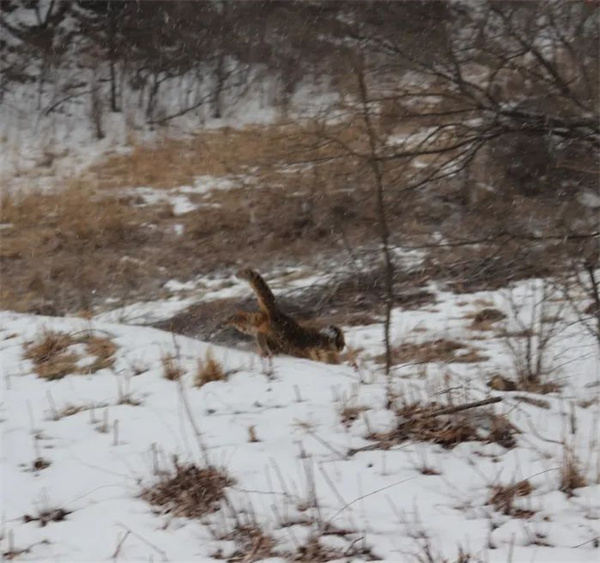 乐橙国际,湖南野生动物追踪,湖南卫星追踪器,湖南追踪器