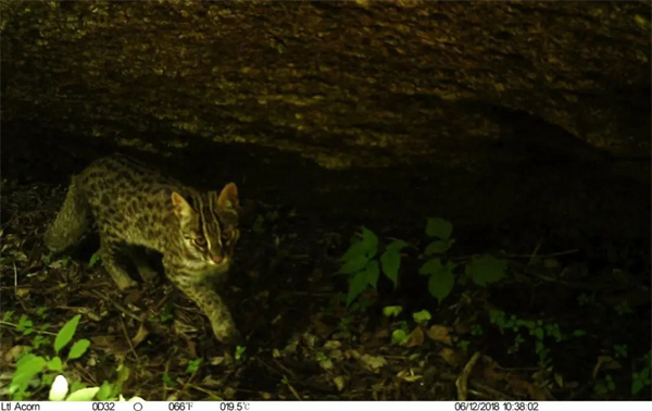 乐橙国际,湖南野生动物追踪,湖南卫星追踪器,湖南追踪器