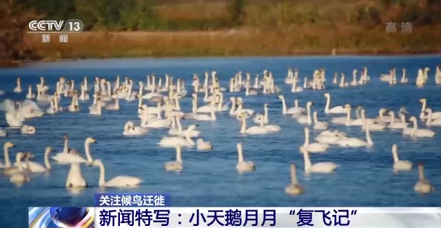 乐橙国际,湖南野生动物追踪,湖南卫星追踪器,湖南追踪器