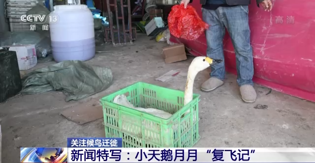 乐橙国际,湖南野生动物追踪,湖南卫星追踪器,湖南追踪器