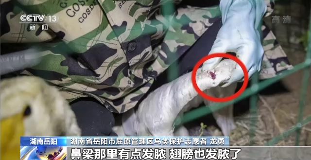 乐橙国际,湖南野生动物追踪,湖南卫星追踪器,湖南追踪器