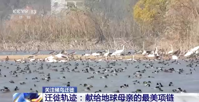 乐橙国际,湖南野生动物追踪,湖南卫星追踪器,湖南追踪器