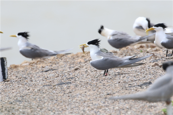 乐橙国际,湖南野生动物追踪,湖南卫星追踪器,湖南追踪器