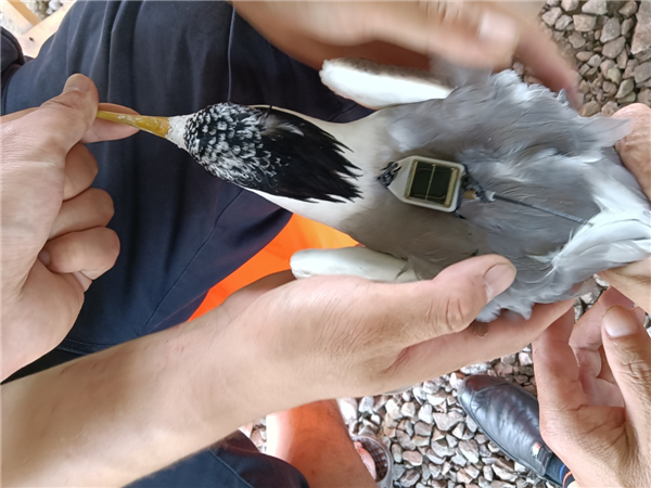 乐橙国际,湖南野生动物追踪,湖南卫星追踪器,湖南追踪器